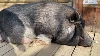 【ぶた】睡眠中　#トリアスふれあい動物園 #animals #pig #cute