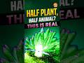 Half Plant, Half Animal? This Is Real 😳