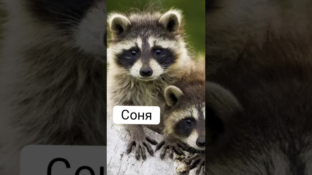 Какое ты животное по имени ??? - YouTube