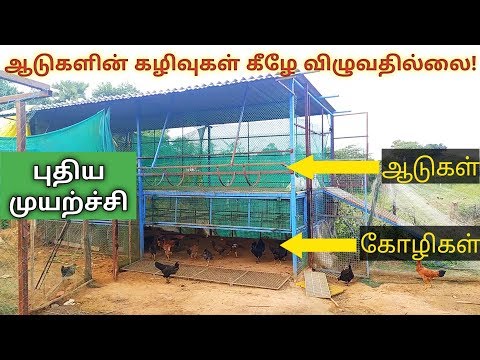 மேல ஆடுகள் கீழே கோழிகள் - அருமையான கொட்டகை அமைப்பு !!