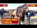 17-fevral, Koʻpkarida yurgan ot narxlari • Surxondaryo, Sariosiyo payshanba ot bozori narxlari