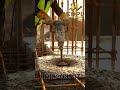 Step By Step House constrcution #shortvideo #3delevation #buildingservices #home #shorts