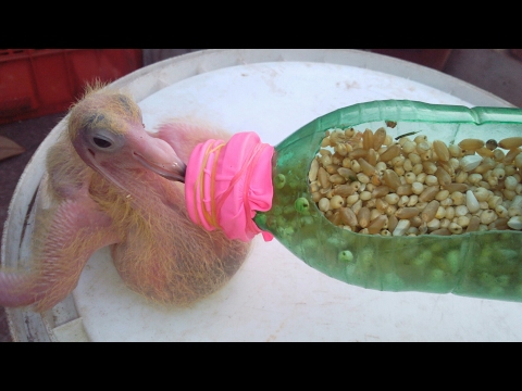 How to hand feed a baby pigeon 2