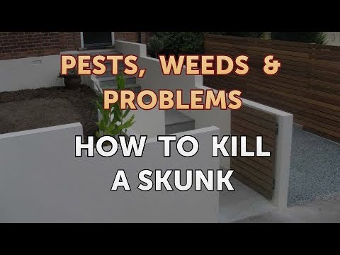How to Kill a Skunk