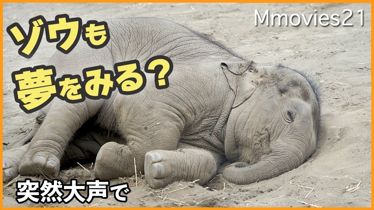 寝かしつけが優しすぎるゾウ・寝ぼけた？タオが大声出して飛び起きた！子象の昼寝はあったか風景・上野アルンの昼寝〜Asian Elephants are napping