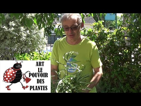 Vidéo: Cretan Dittany Care - Comment faire pousser des plantes de Dittany de Crète