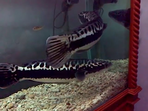 Ikan  Toman  Besar MP4 YouTube