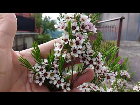 Video: Chamelaucium աճող պայմաններ - բույսերի խնամք Chamelaucium Waxflower Plants-ի համար