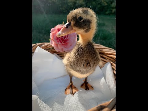 Our Runner Duck Story