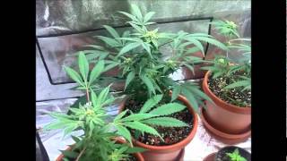 Medicinal Cannabis Grow update 5!!!