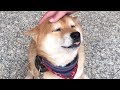 人間の手が大好きな柴犬 Shibe loves human hands.