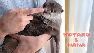 Kotaro the Otter Such a Cute Baby!