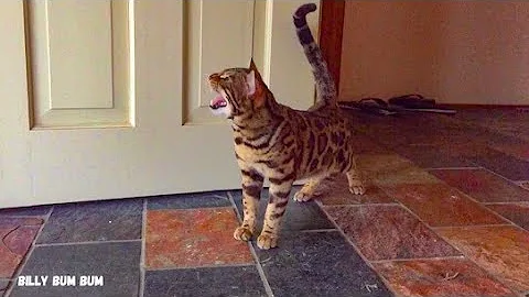 Video 9855871: bengal cat talking