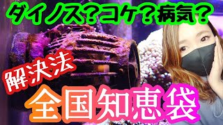 【海水魚水槽】ダイノス？苔の悩み解決✨全国知恵袋❗️my marine aquarium MOAMOAちゃんねる