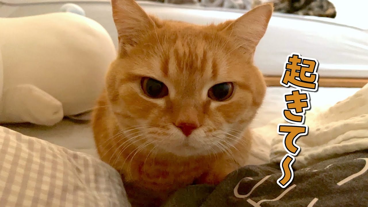 お腹を空かせてパパとママを交互に起こしに行く猫が可愛すぎる！