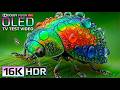 INSANE 16K HDR Dolby Vision 240FPS 🤯 | ULTRA OLED Demo (8K/4K TV)