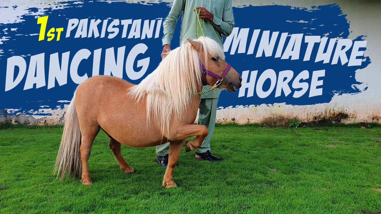 First Ever Dancing Miniature Horse in Pakistan Adorable Miniature Horse Dance YouTube