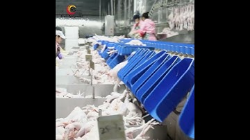 Revolutionize Your Poultry Processing with Our Automatic Weighing and Grading Machine