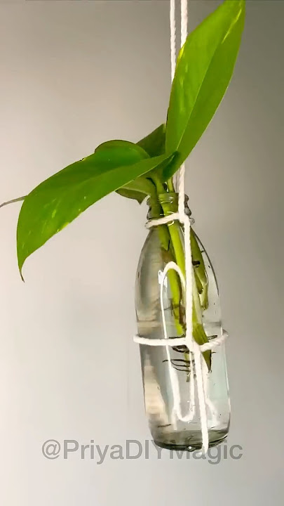 Save this Easy 🌿 Plant DIY! 🪴 Add Greenery to Your Home! ✨ #viral #diy #plantlovers #homedecor