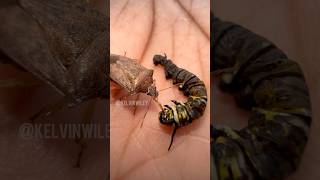 Stink Bug That EATS OTHER INSECTS!!!