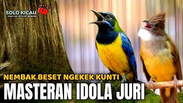 🔴MASTERAN SUARA AUDIO JERNIH‼️ CUCAK CUNGKOK VS CUCAK JENGGOT cocok buat murai batu ijo cendet konin