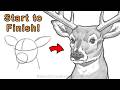 Easy Way to Draw a Deer in Pencil (Step-by-Step)