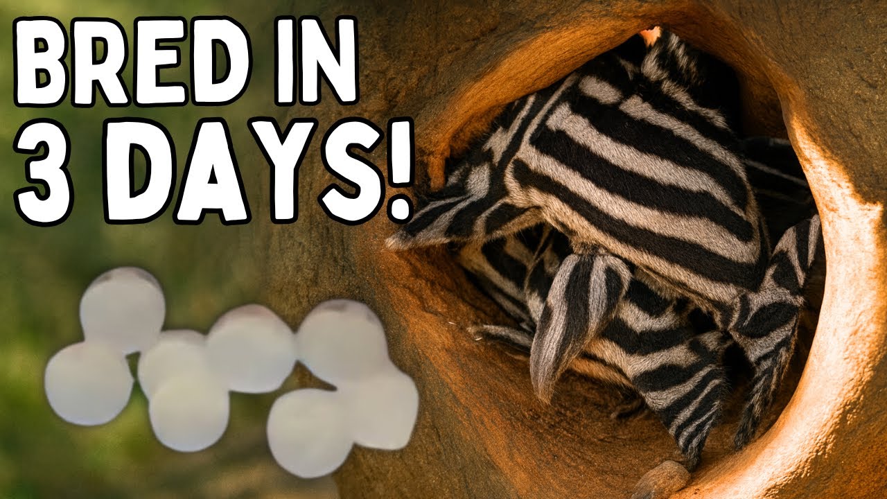 Как разводить зебровых плеко (это работает!)