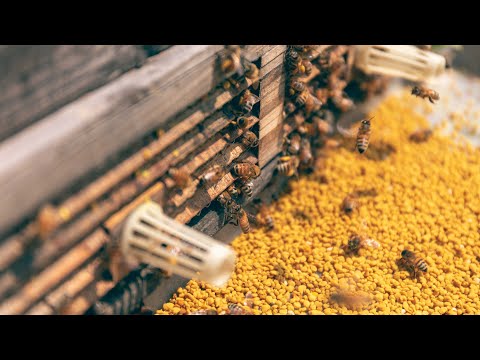 لقاح النحل | منتج ومصدر ديلي للأغذية