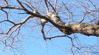 Woodpecker in action by Mike Stirewalt 27 views 2 years ago 45 seconds