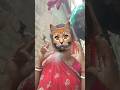Introduction the vita wear a next Great #cat #shortsfeed #funnyvideo