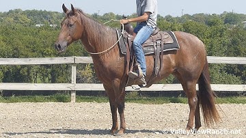 RR Smart Pep***For info, price, etc., go to our website***ValleyViewRanch.net