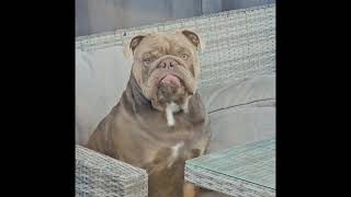 Richard Bulldog's Daily Routine: Nonstop Barking at Owner! 🐶 | Funny Bulldog Life