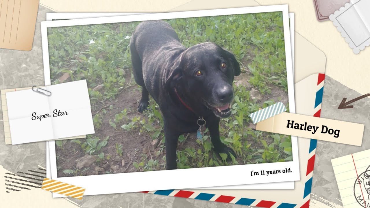 My Dog Steals the Show Martial Arts Video Shoot Upstaged by Black