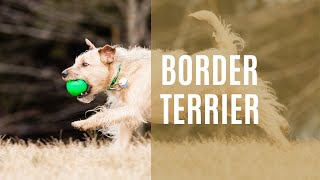 Discover the Charming World of Border Terriers