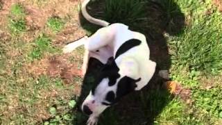 Meet Sasha A Terrier Pit Bull Currently Available For Adoption At Petango 4232013 24406 Pm