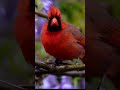 Whispering love cardinal amidst wisteria by james wu