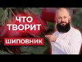 Шиповник или таблетки: ЧТО ВЫБРАТЬ? / Как пить шиповник ПРАВИЛЬНО?