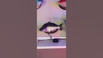 Thumbnail of Sea Shanty