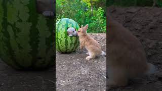 When Rabbit Meets Dog#Pets  #Dog #Cutedog #Rabbit #Shorts #Cute