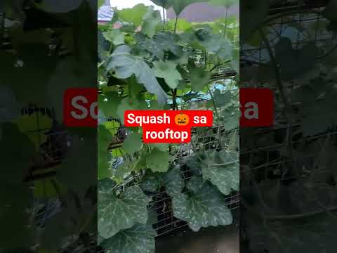 kalabasa sa rooftop
