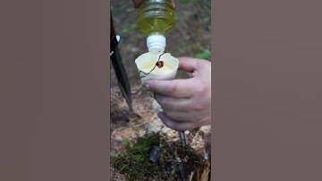 Survival Skills: Make an oil lamp DIY #survival #outdoors #camping