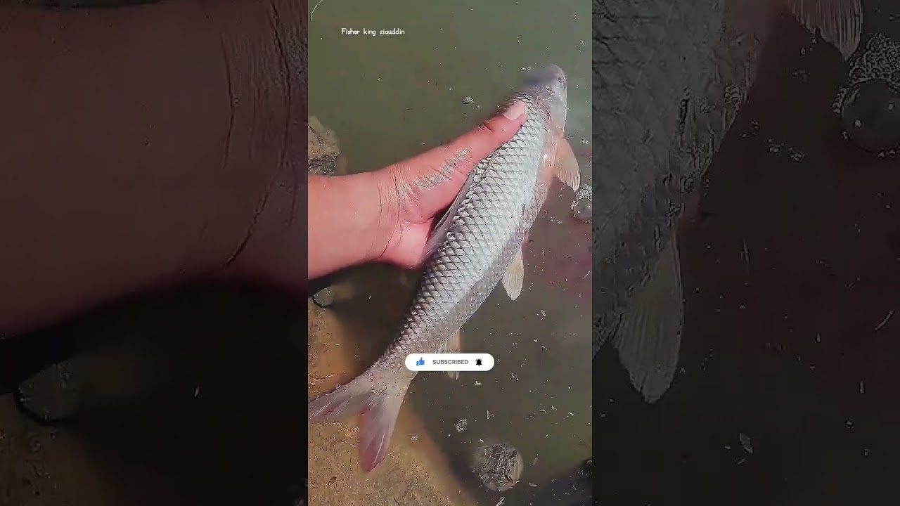 Alive Beautiful😍 Mirgal Fish 🐟