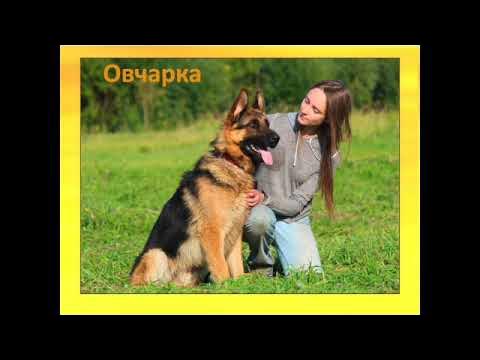 Овчарка с хозяином фото