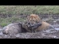 Serengeti (Lion vs. Wildebeest) - Klein's Camp - andbeyond (kill)