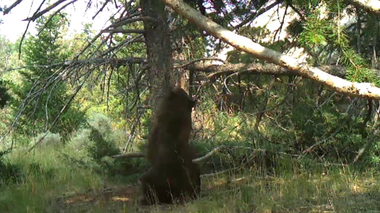 Trail Camera footage Bear plays with bungee cord YouTube