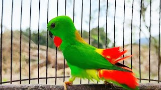 Serindit Lain Akan ikut Nyaut Langsung Bunyi Mendengar Serindit Memanggil & Main Singa seperti ini