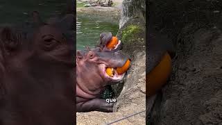 Calabazas e hipopótamos