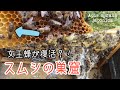 【日本ミツバチ養蜂】スムシ除去作業してたら女王蜂を発見！？ところが！！！■完全版■