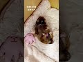 ぬいぐるみと同じピンク色したお腹が可愛い子犬 #shorts