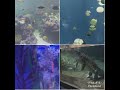 "Dubai Aquarium"